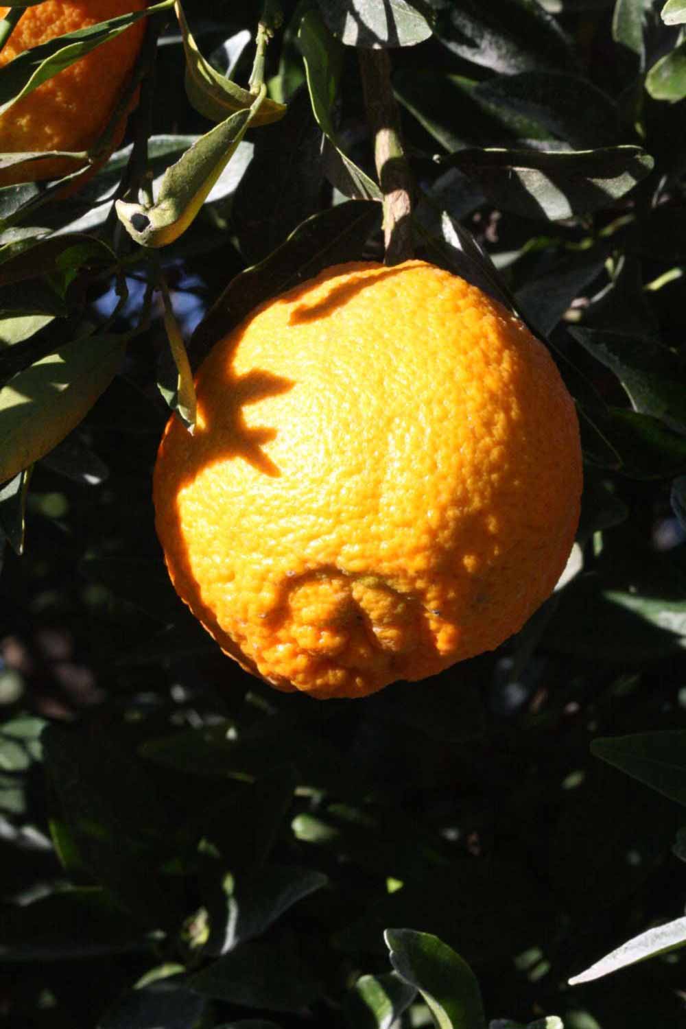              Fruit (Riverside, CA)       